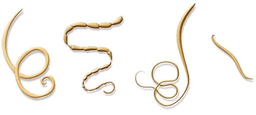 NEOflorax padeda nuo visų žinomų helmintų